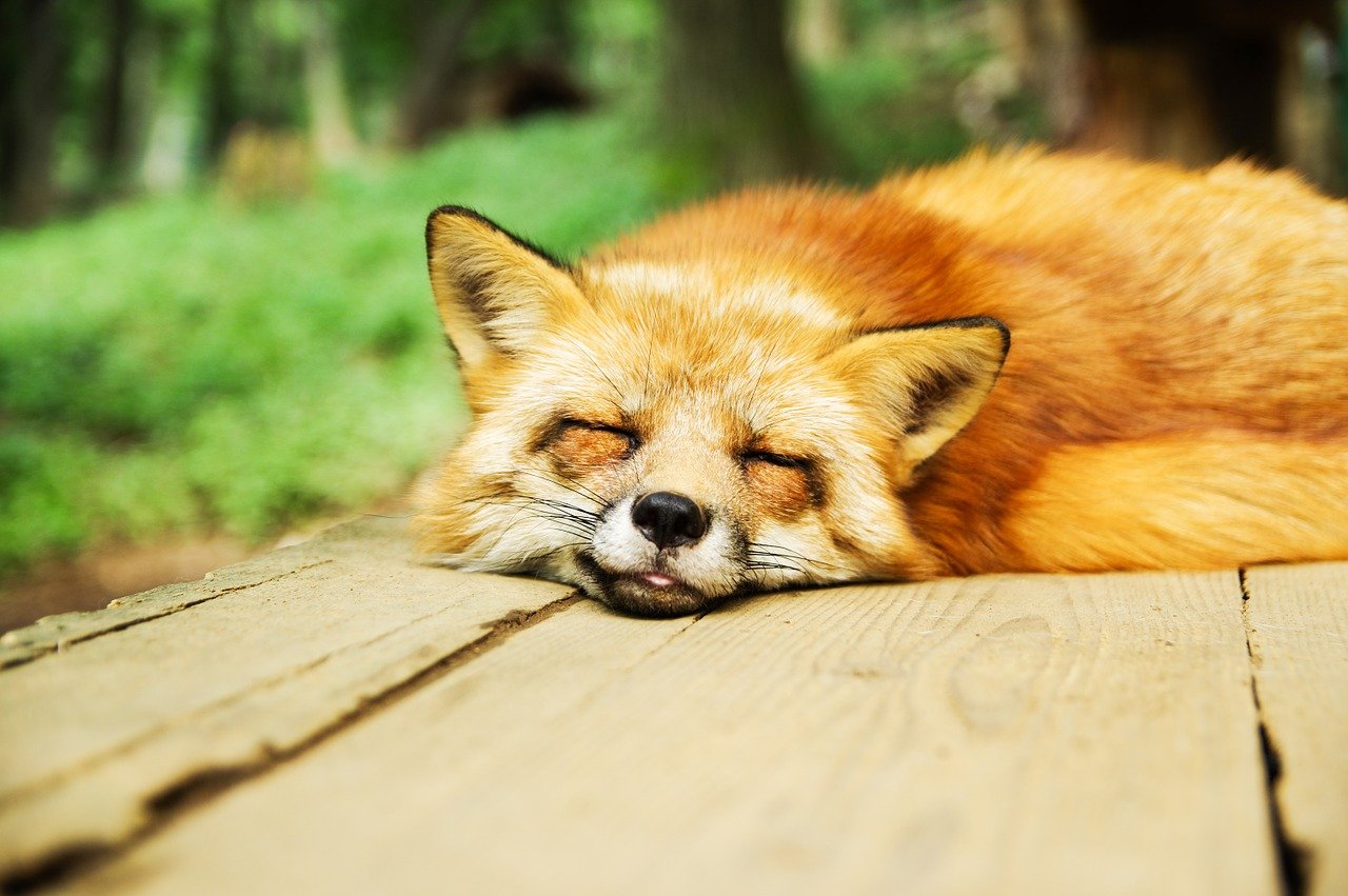 睡眠