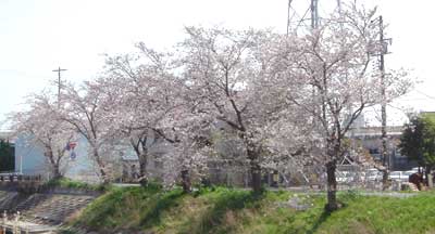 桜
