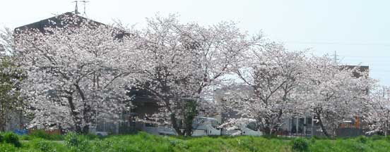 桜