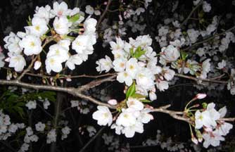 夜桜