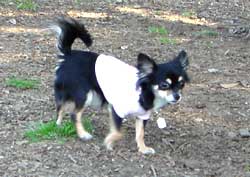 犬
