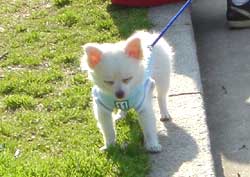 犬