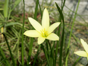 お花