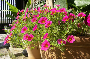 お花