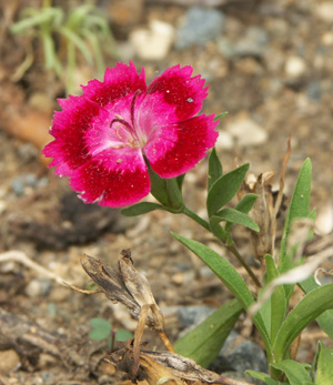 お花