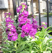 お花