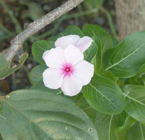 お花