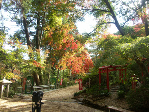 紅葉