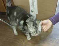 ねこ