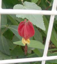 謎の花