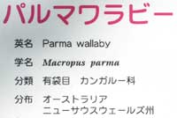 ワラビー