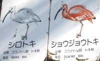 トキ