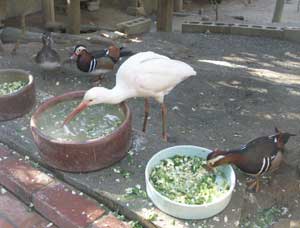 餌場