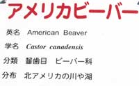 ビーバー