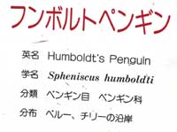 ペンギン