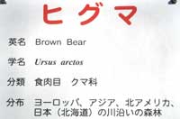 ヒグマ