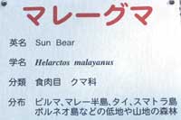マレー