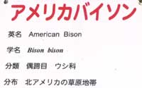 バイソン