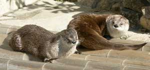 カワウソ