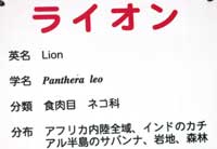 ライオン
