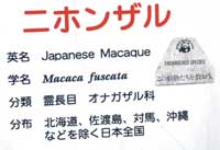 日本サル