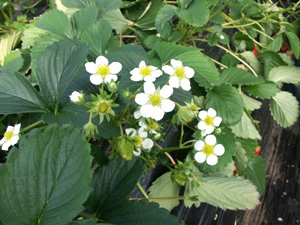 お花
