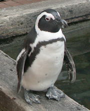 ペンギン