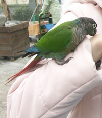 鳥