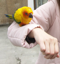 鳥